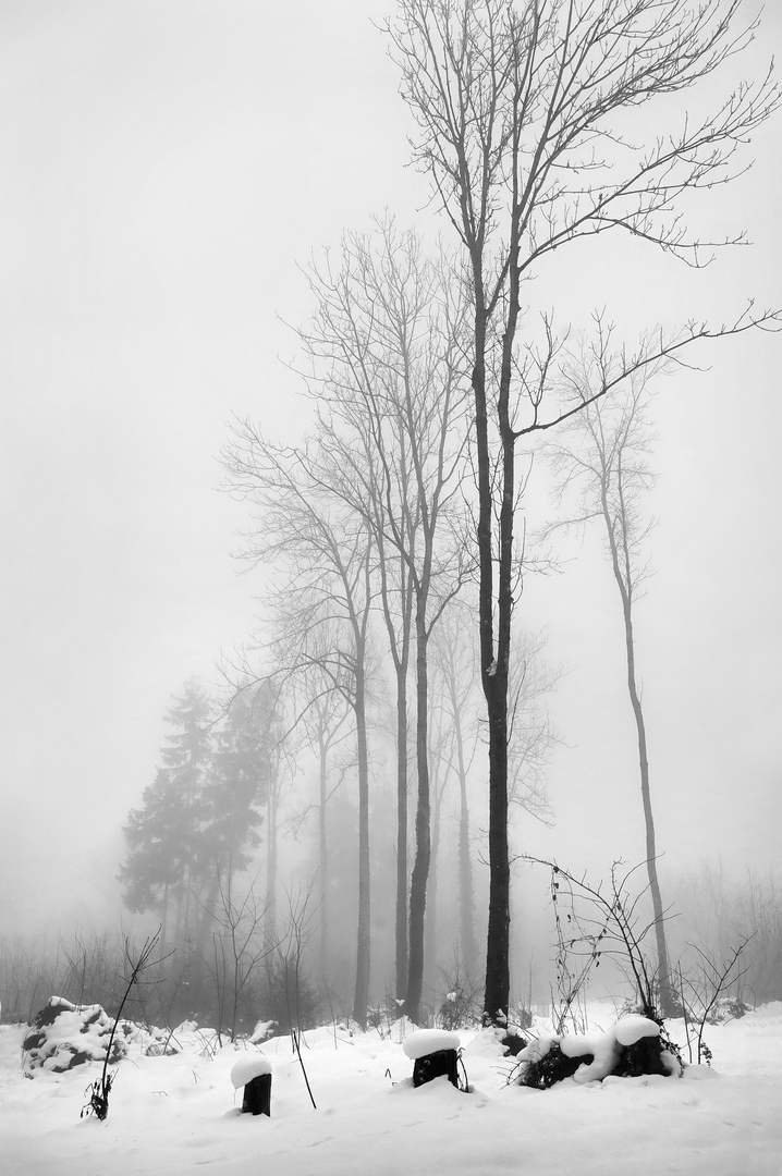 2021-12-15-Wald-beim-Tanneggergrat-im-Nebel-5-sw-var-verkl.-fuer-Photoklub.JPG